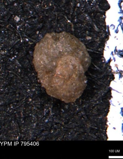 Ammobaculites euides