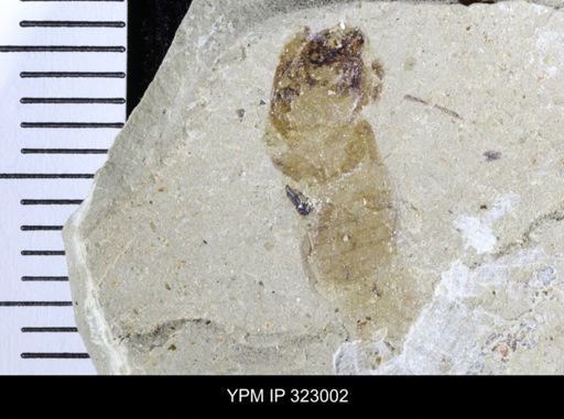 undet. Gryllidae