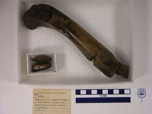 Hyposaurus rogersii