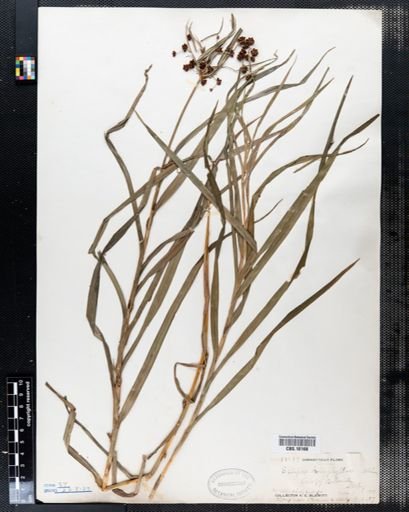 Scirpus polyphyllus
