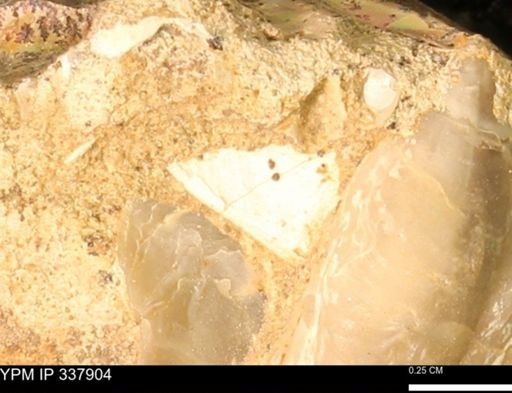 undet. Ostreidae