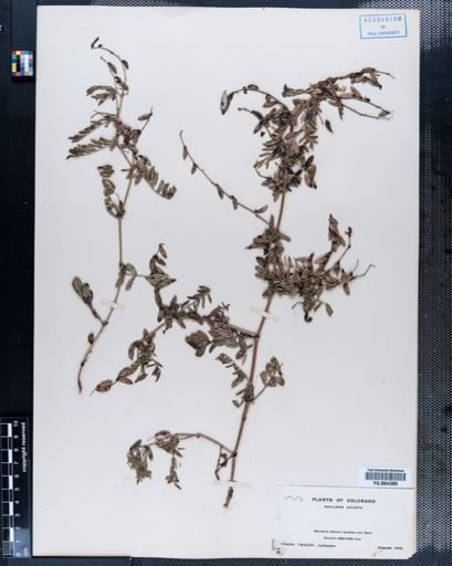 Astragalus