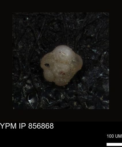 undet. Rugoglobigerinidae