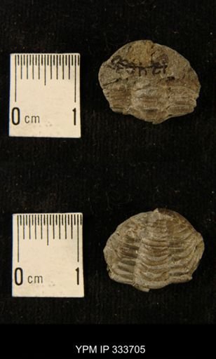 Phacops rana