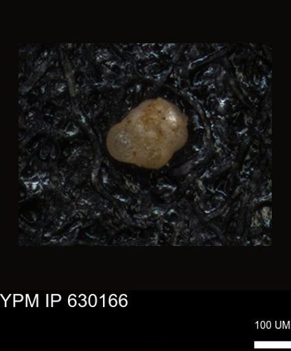 undet. Foraminiferida