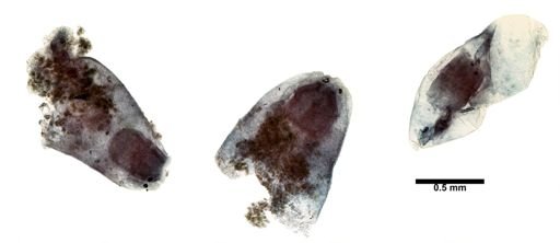 Plagiostomum whitmani