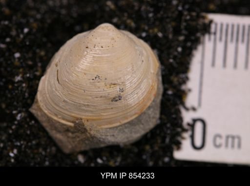 Limopsis striatopunctatus