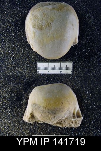 Productus (Linoproductus) lineatus