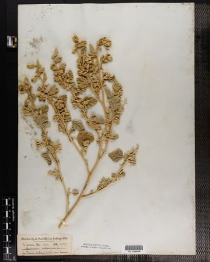Plantae