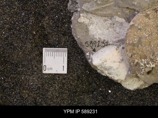 Discoscaphites conradi