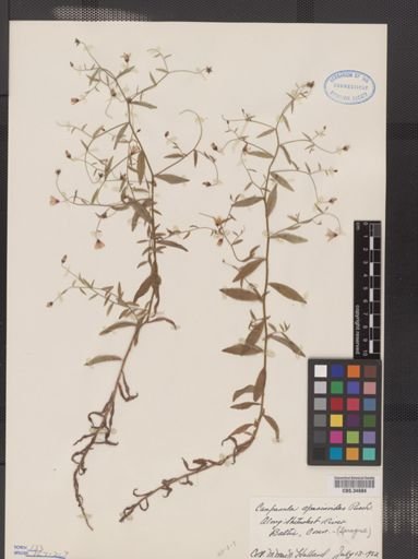 Campanula aparinoides