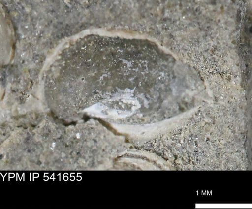 Protocardia subquadrata