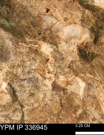 undet. Mollusca