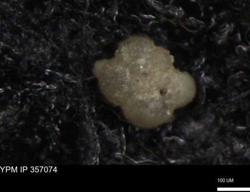undet. Foraminiferida