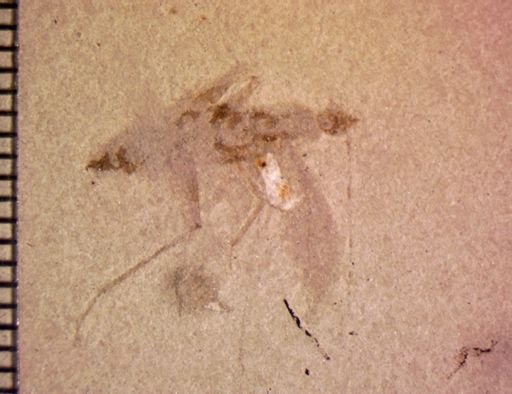 undet. Pterygota