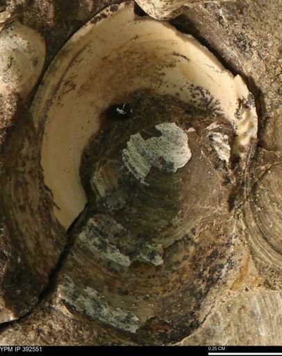 Protocardia subquadrata