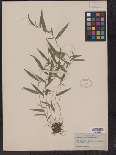 Panicum microcarpon