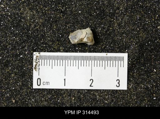 undet. Mollusca