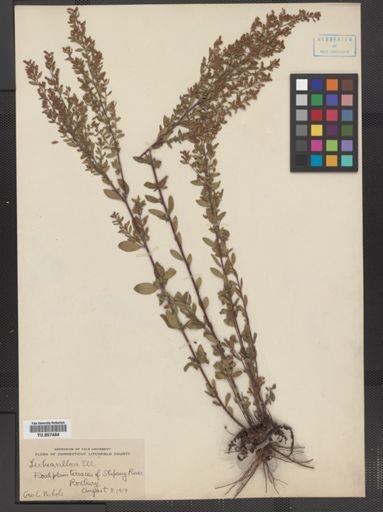 Lechea villosa