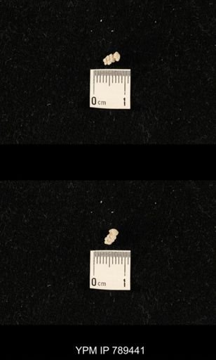 undet. Bryozoa