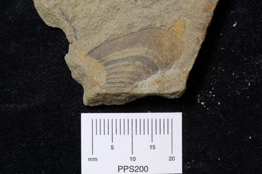 Palaeoneilo concentrica