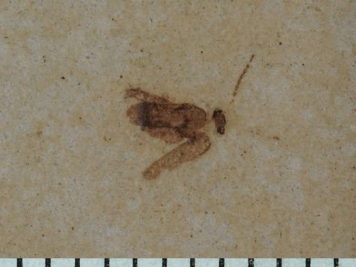 undet. Coleoptera