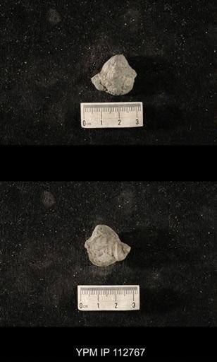 Cyclonema sp.
