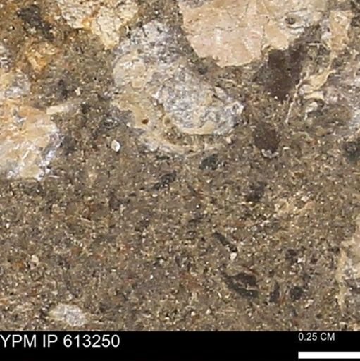 Scaphites sp.