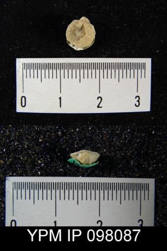 Dalmanella sp.