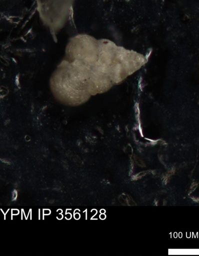 undet. Foraminiferida