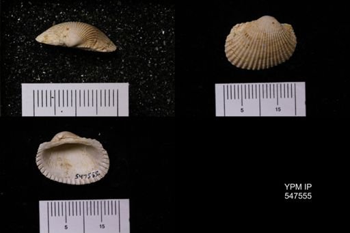 Scapharca transversa