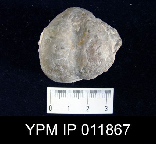 Aulosteges medlicottianus
