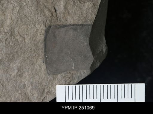 undet. Eurypterida