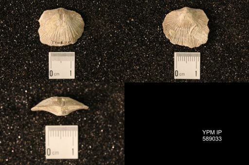 Dinorthis subquadrata
