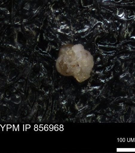 undet. Foraminiferida