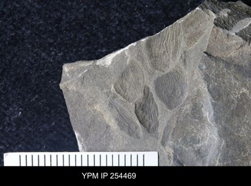 Gonatocaris sp.