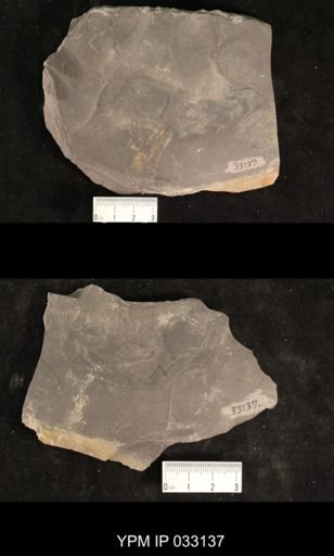 Mormolucoides articulatus