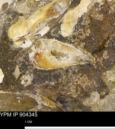 undet. Bivalvia