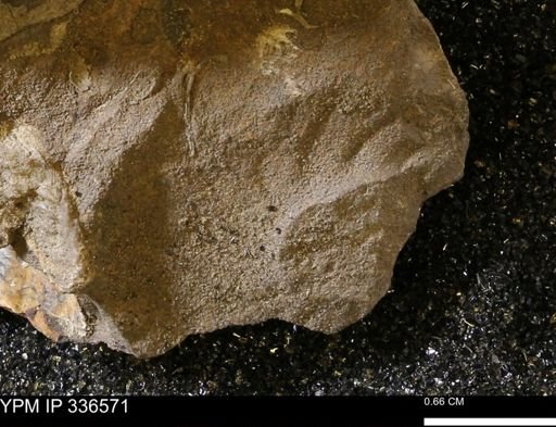 undet. Mollusca