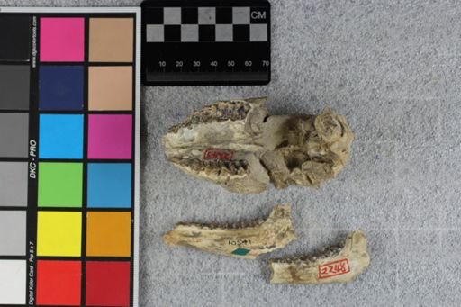 Leptomeryx obliquidens