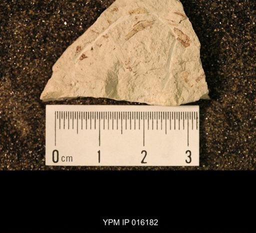 Palaeomantis minutum