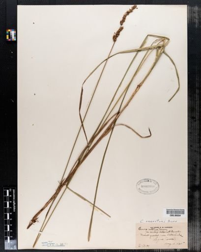 Carex annectens