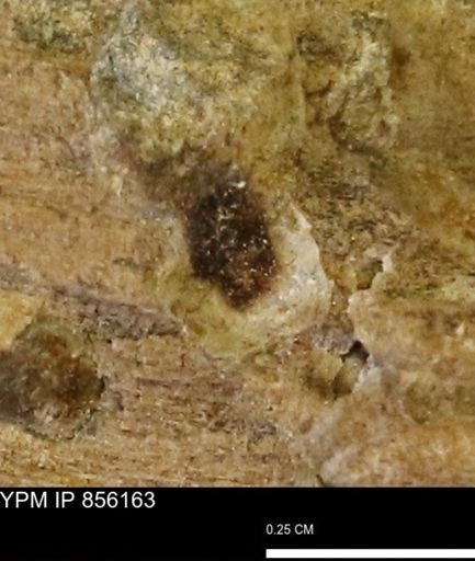 Teredo sp.