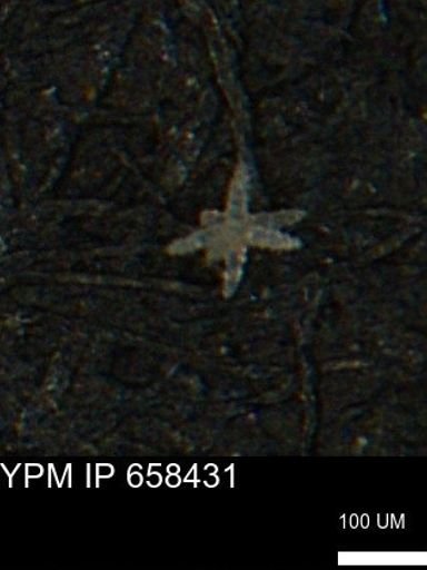 undet. Porifera