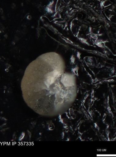 undet. Foraminiferida