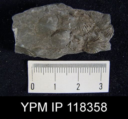 Camarotoechia nucula planosugosa