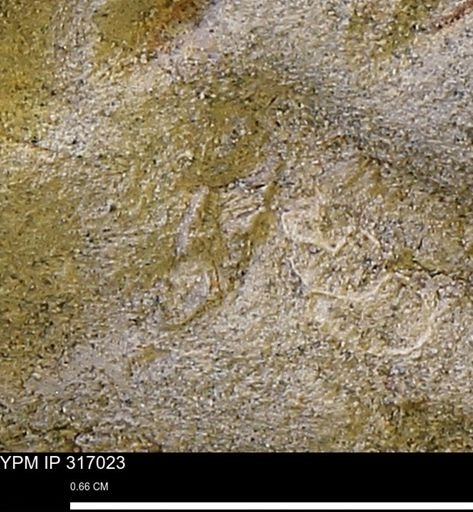 undet. Mollusca