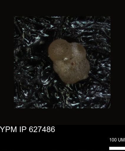 undet. Foraminiferida