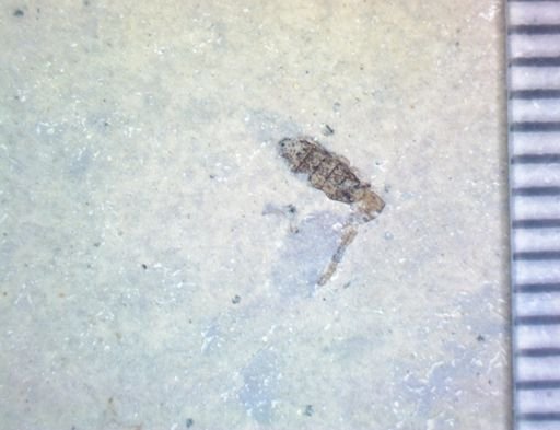 undet. Hexapoda