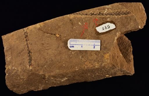 Lepidodendron sp.